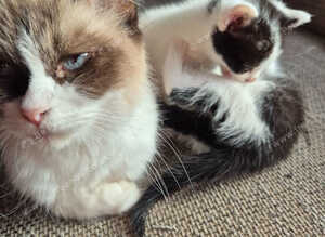 Cross ragdoll