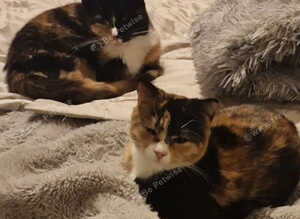 Urgent older kitten/young cats needing new homes (please read)