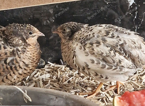 Button quails
