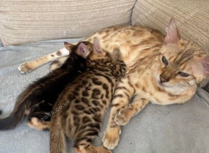 Beautiful Bengal Kittens