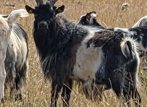 Pygmy Billy Goat