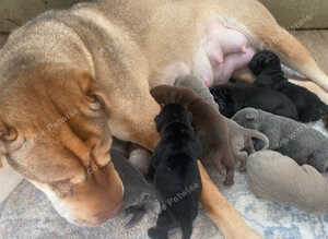 Stunning shar pei puppies