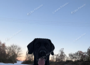 Black lab/cocker