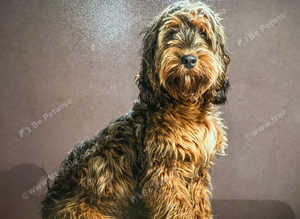 dog for stud