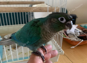 Hand reared Baby  conure