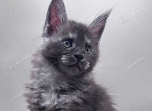 Adorable Gccf registered Maine Coon kittens