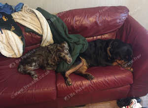 Pet sitting