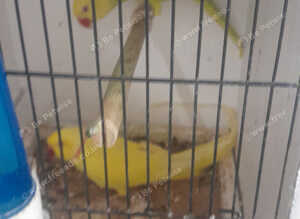 Breeding pair of Indian ringnecks