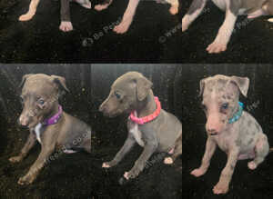 Beautiful Whippet Puppies