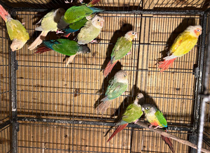 Conures