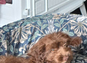 Cockerpoo chocolate
