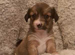 Jackchi x dachshund puppies