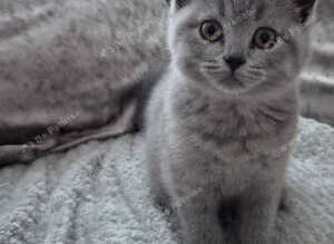 British short hair female Kitten