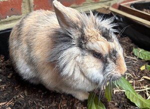Mixed Rabbit