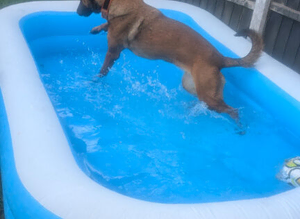 Belgian Malinois
