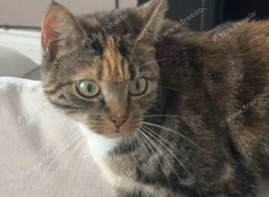 House cat missing since 18 August