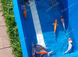 High grade koi carp 6-8inches &pound;12.50 -&pound;25