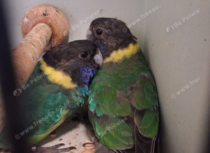 Australian ring necks