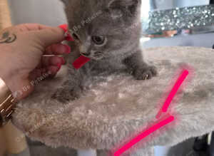 British Shorthair x Domestic Shorthair
