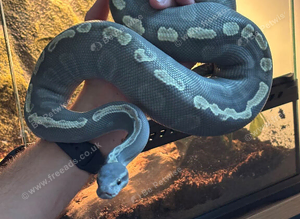 3 year old male ball python
