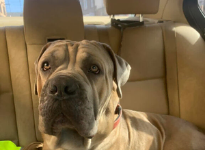FOR STUD  tri coloured cane corso for stud&hellip;