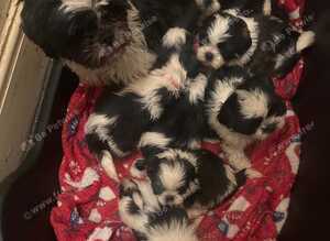 Beautiful shihtzus for sale