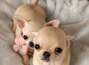 Beautiful Cream Chihuahua Puppies Xxs