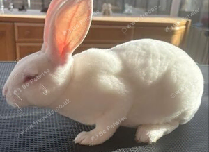 Standard Rex buck (ermine)