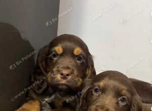 Cocker spaniel puppies