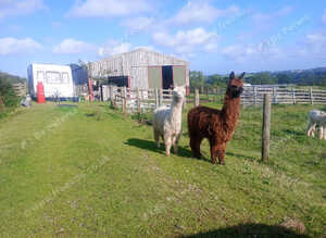 Beautiful young Suri Alpaca boys