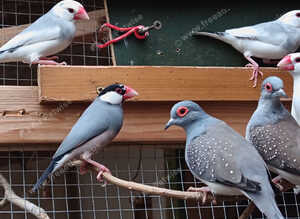 Jarva Finches for sale and diamond doves