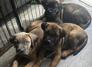 Ready now 4 beautiful cane Corso pups 1 girl 3 boys