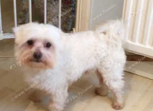Maltese terrier at stud. KC registered.