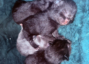 4 Beautiful mix breed kittens