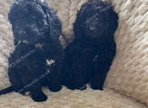 Cockapoo x poodle puppies