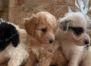 Jackapoo puppies