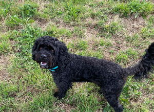Black cavapoo