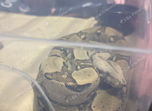 Boa constrictor