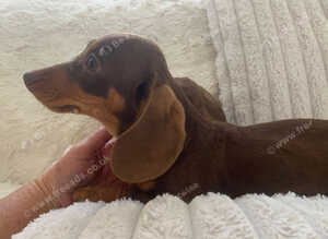Dachshund puppies ready now