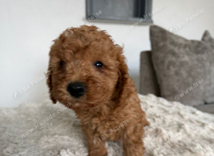 Miniature cockapoo puppies