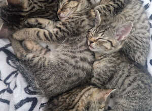 5 kittens ready to leave