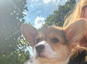 Cute corgi pups looking for forever homes