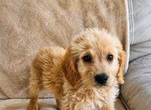 Labradoodle puppies ( 2 males 2 females )