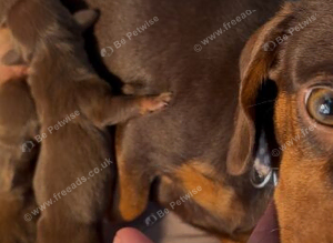 Miniature dachshunds