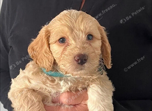 Cockapoo puppies looking for their forever new home