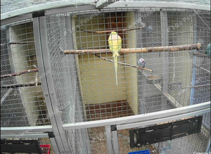 MUTATION RINGNECKS