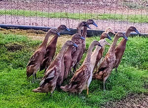 Trios RARE Fawn Indian Runner Ducks