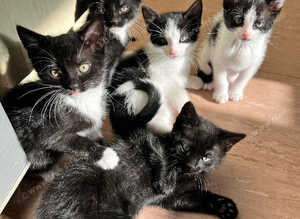 5 lovely, playful kittens.
