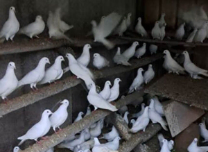 30 White Doves ONLY FOR &pound;25 each