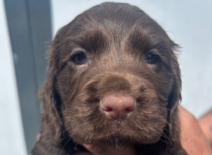 K/c working chocolate cocker puppies
